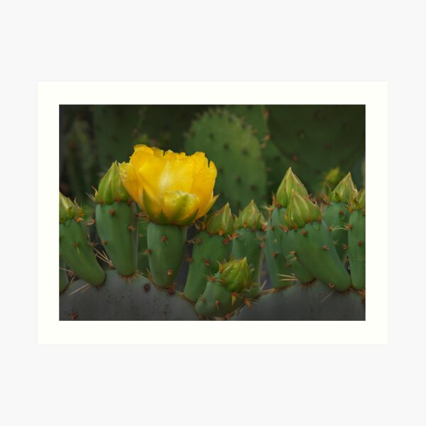 Flor de Nopal Art Print