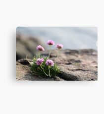 Sea Thrift Canvas Print