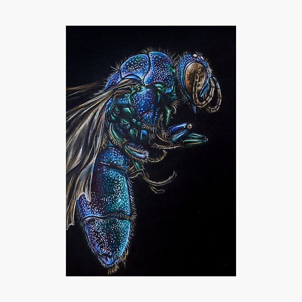 Chrysidid Wasp Hyper realistic Illustration Photographic Print