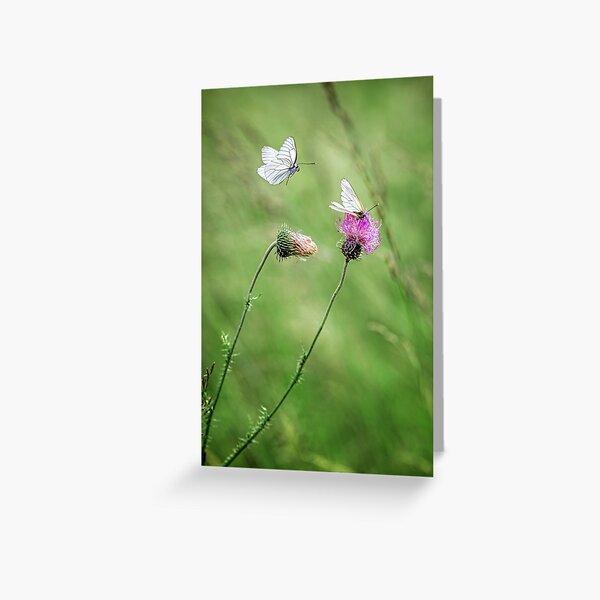 Frolicking Butterflies Greeting Card