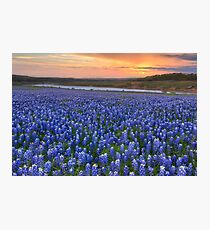 Texas Bluebonnet Images - Bluebonnet Sunrise in Texas Photographic Print