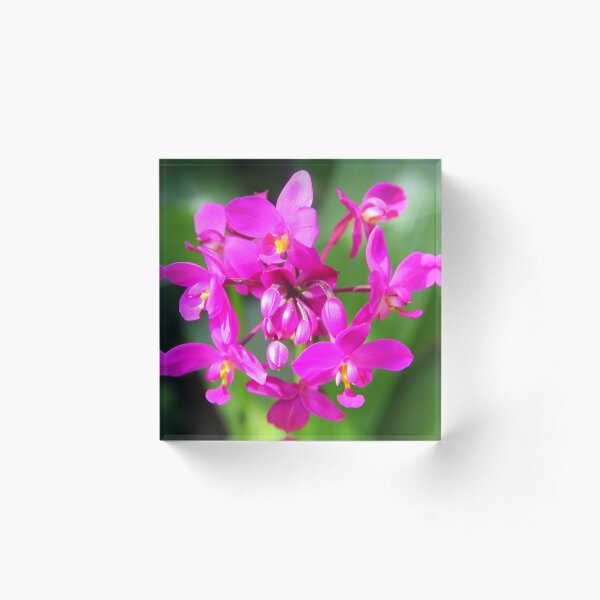 Pretty in Purple Acrylic Block