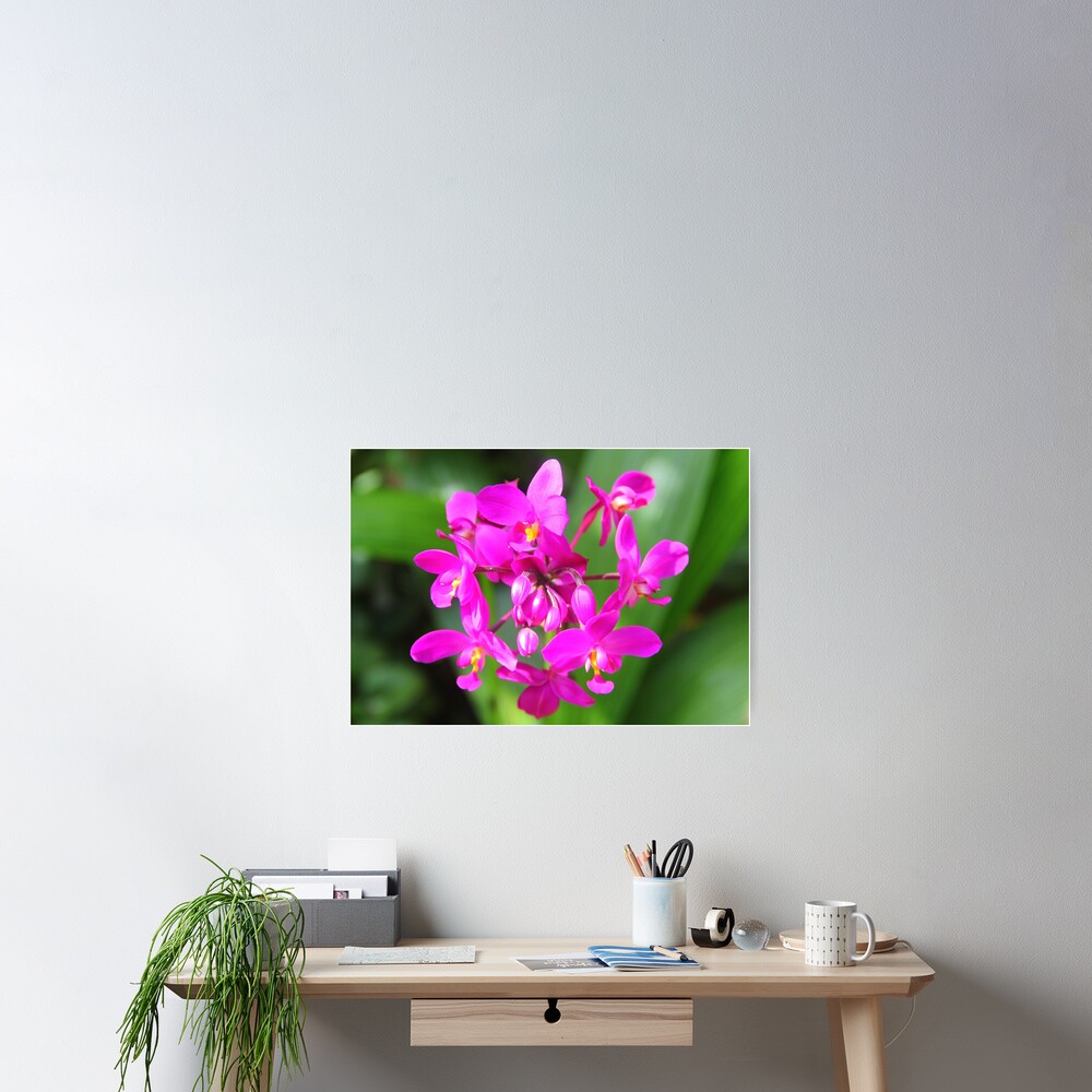 Item preview, Poster designed and sold by OurBarbados.