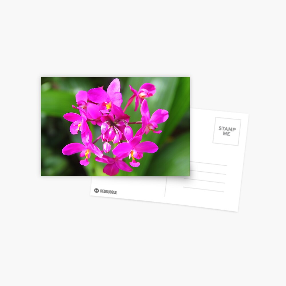 Item preview, Postcard designed and sold by OurBarbados.