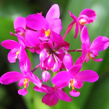 Artwork thumbnail, Pretty in Purple by OurBarbados