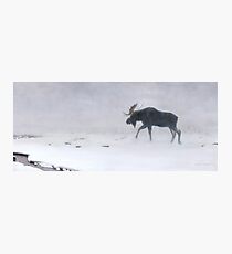 Algonquin Moose - Bull Moose Photographic Print