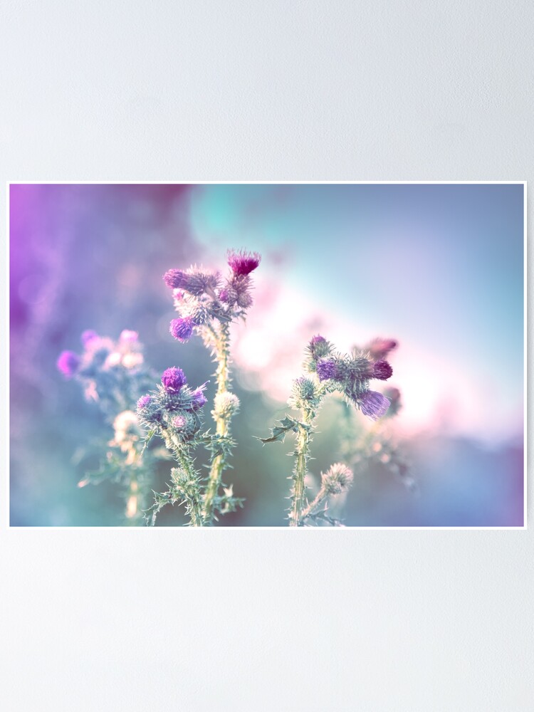 Poster « Fleurs de chardon et couleur mauve et bleu », par etixcreation |  Redbubble