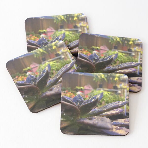 Item preview, Succulent in Greenhouse designed and sold by AlyssaSakura.