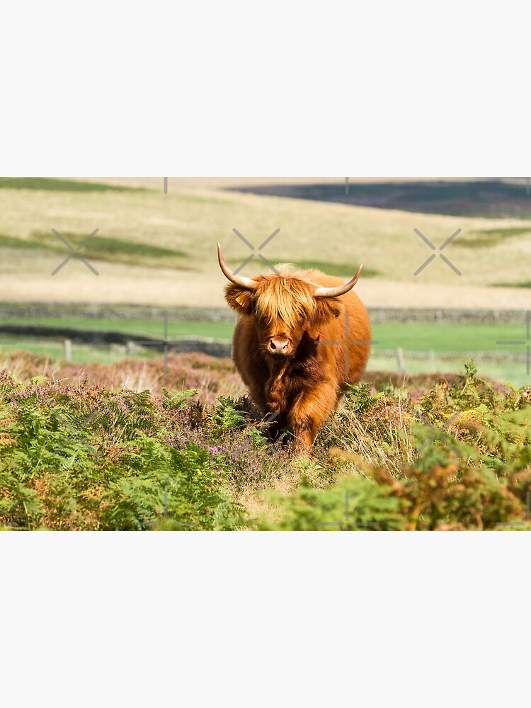 Cheeky Moo, Highland Cow Apron for Sale by Jane Stanley