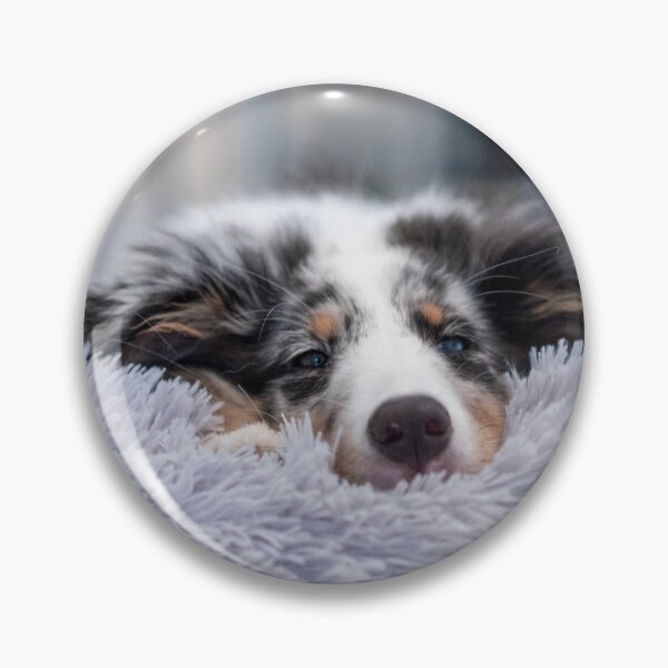 Item preview, Sheltie sleeping designed and sold by flamendes.