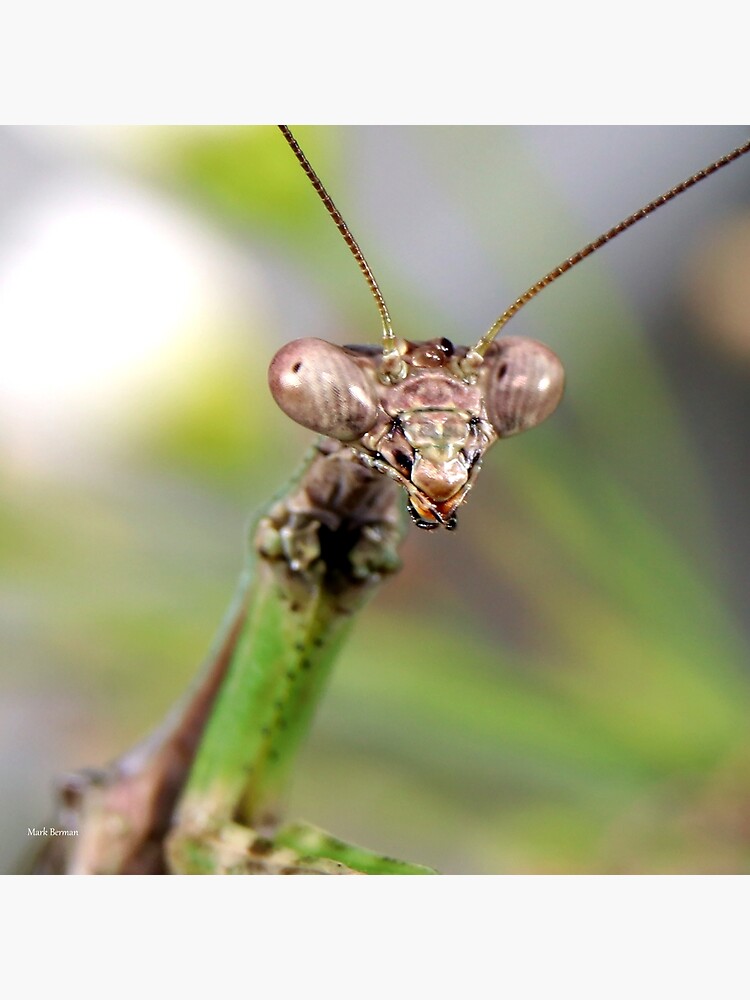 Carolina Mantis Face by mark-bugs-org