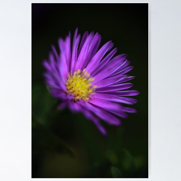 Item preview, Purple Aster designed and sold by StampCity.