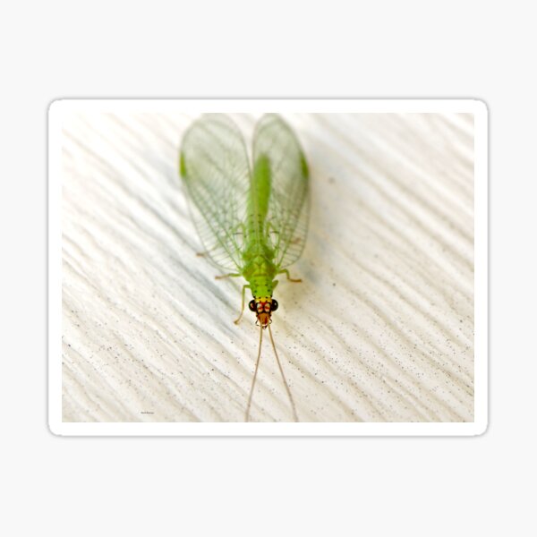 Green Lacewing Face Sticker