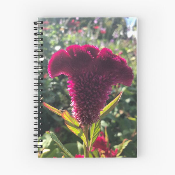 Item preview, Cockscomb Celosia Britannica Plant  designed and sold by Kaushal Pal.