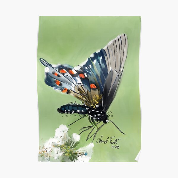 Butterfly water color art Poster
