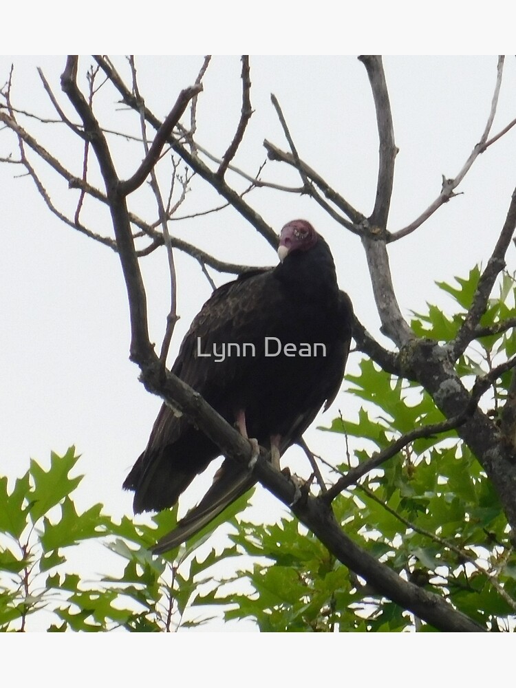 "Turkey Vulture in Tree" Poster for Sale by lynnsherbs Redbubble