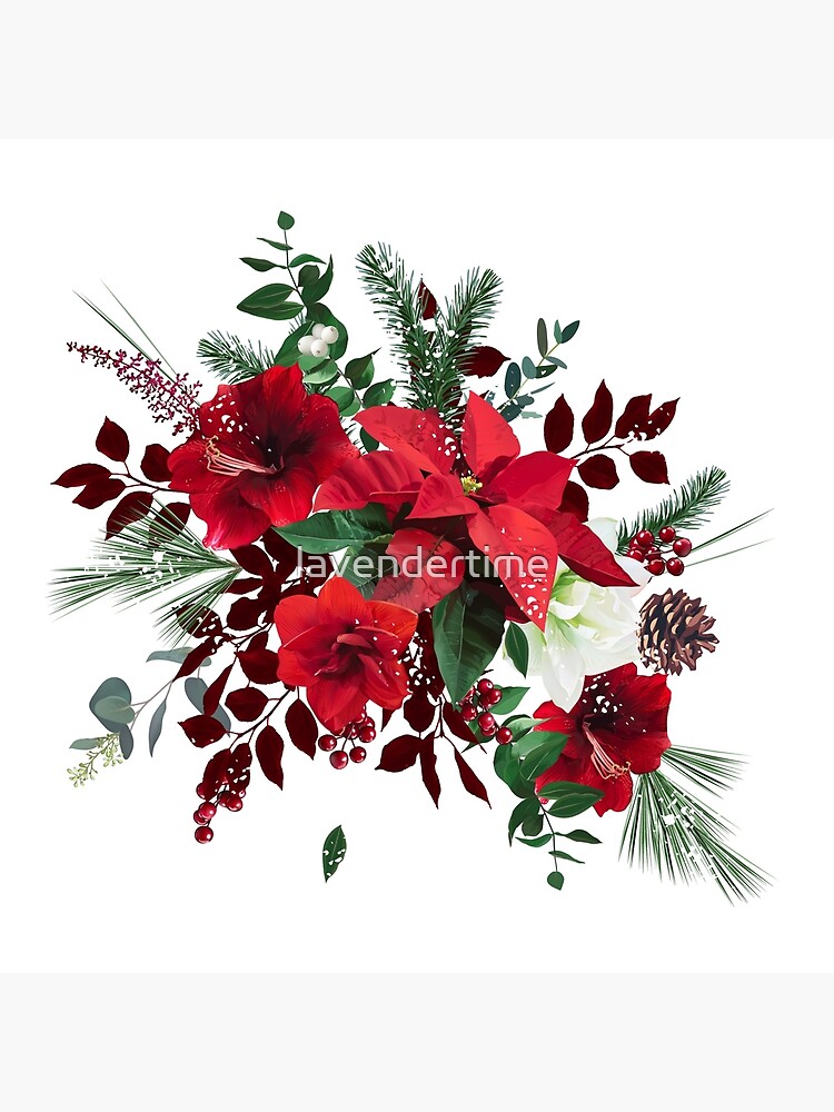 Lámina rígida «Ramo de vector floral de feliz Navidad. Amarilis roja y  blanca, flor de pascua» de lavendertime | Redbubble