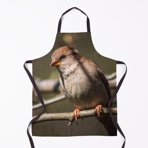 Item preview, Female house sparrow perched on a branch designed and sold by Michael Deemer.