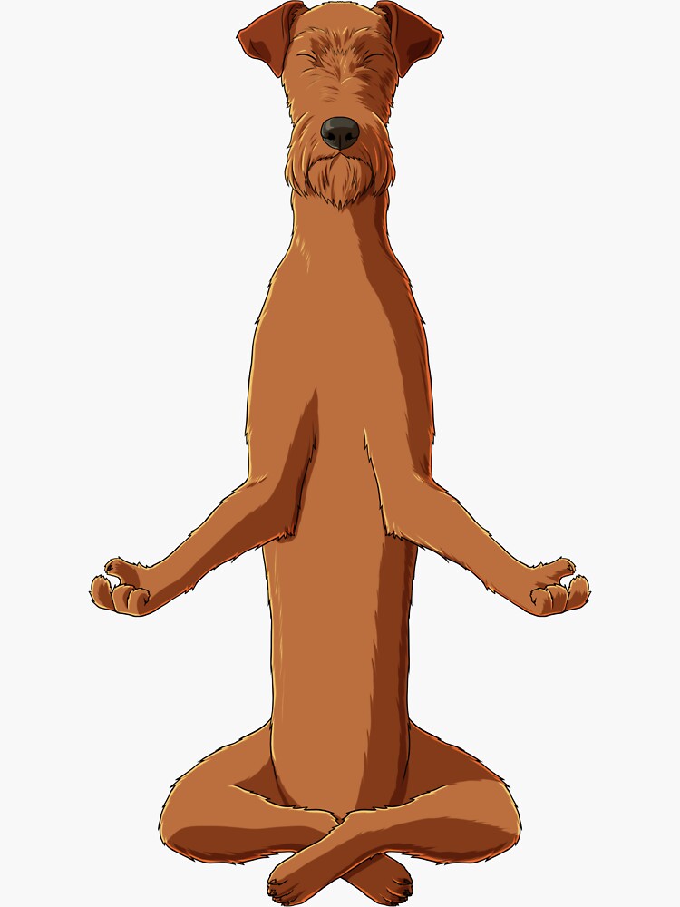 Meditating Irish Terrier Dog