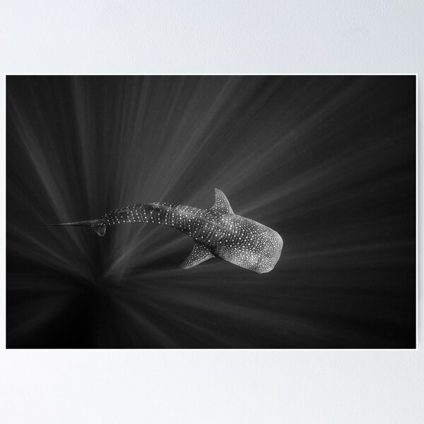Item preview, Whale Shark in Black and White designed and sold by Ollieunderwater.