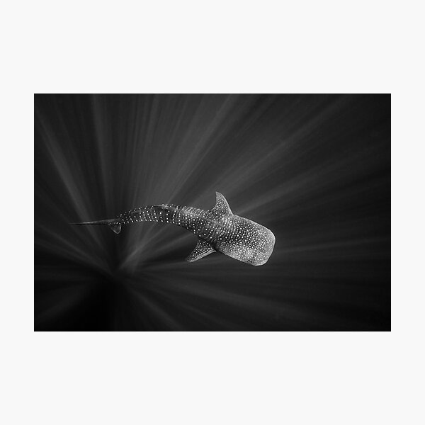 Item preview, Whale Shark in Black and White designed and sold by Ollieunderwater.