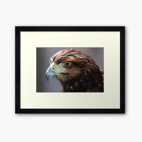 Item preview,  Harris's Hawk closeup; with penetrating gaze designed and sold by Rafael  Cerqueira.
