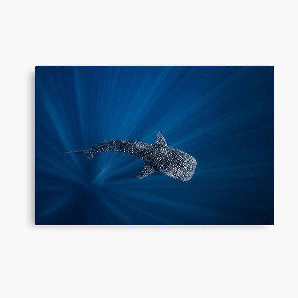 Item preview, Whale Shark  designed and sold by Ollieunderwater.