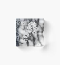 Tree Blossoms Acrylic Block