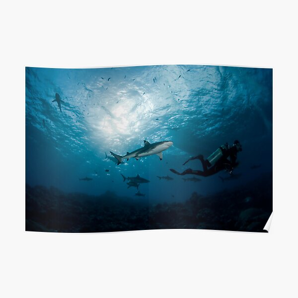 Swimming with Sharks Poster