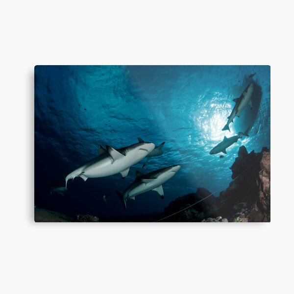Sharks Metal Print