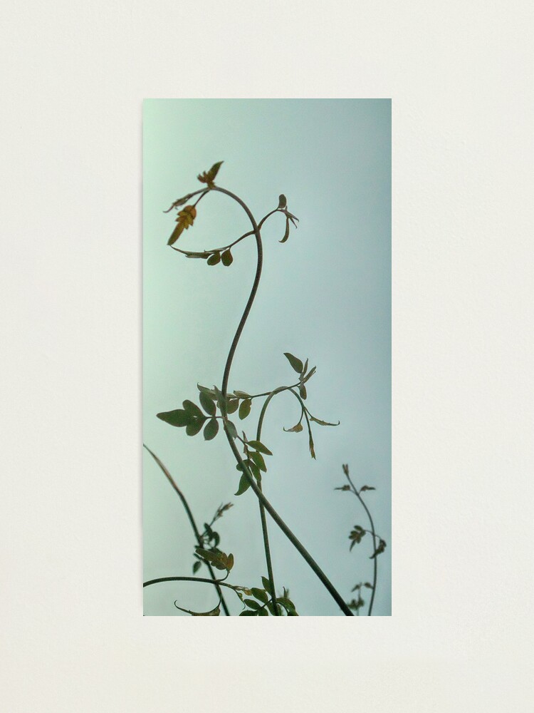 Alternate view of Gently left but pointed north I feel Space is actually that way Photographic Print