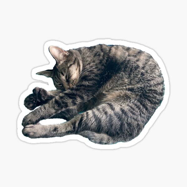 Sleeping Tabby  Sticker