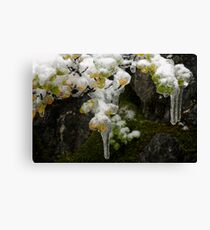 Fagus Popsicles Canvas Print