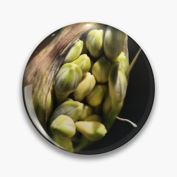 Item preview, Agapanthus Flower Buds designed and sold by Nickie.