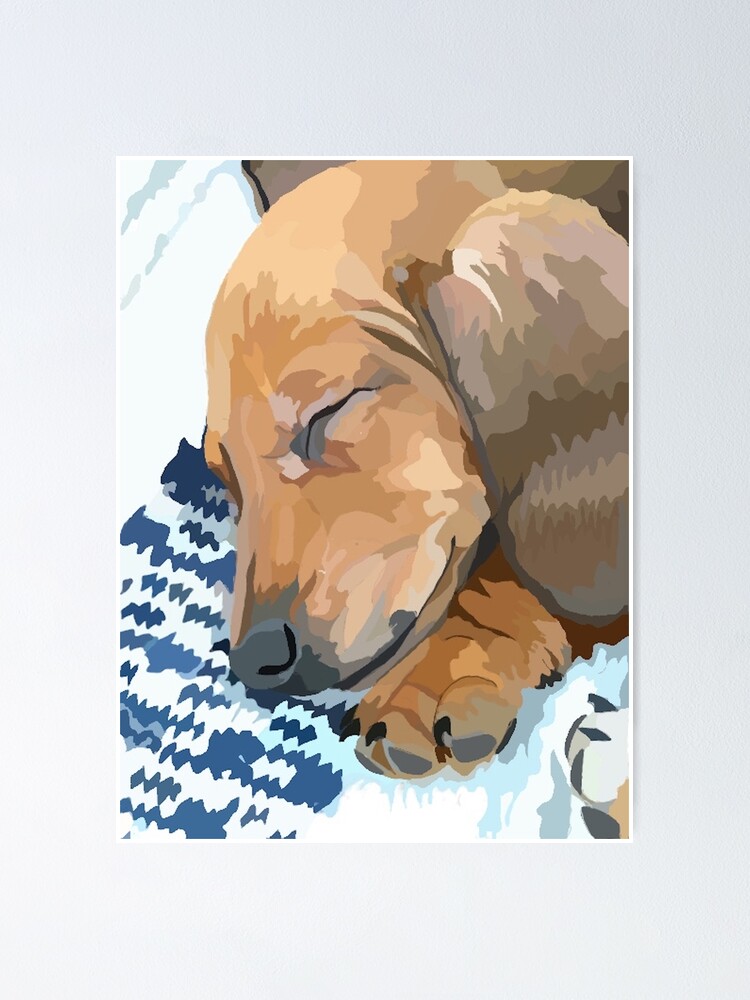 Dachshund Puppy Sleeping
