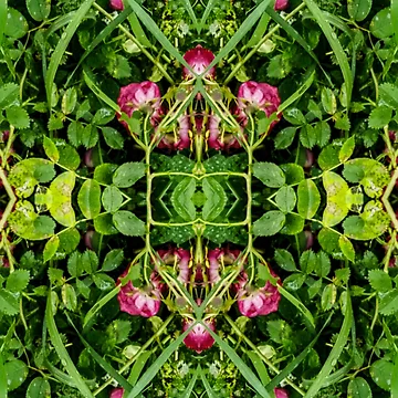 Artwork thumbnail, Wet Roses by MagPiper
