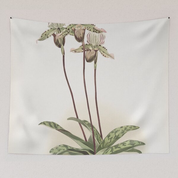 Item preview, Reichenbachia: Orchids Illustrated and Described designed and sold by EsotericBotanic.