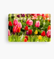 Bold, Bright and Beautiful! Canvas Print