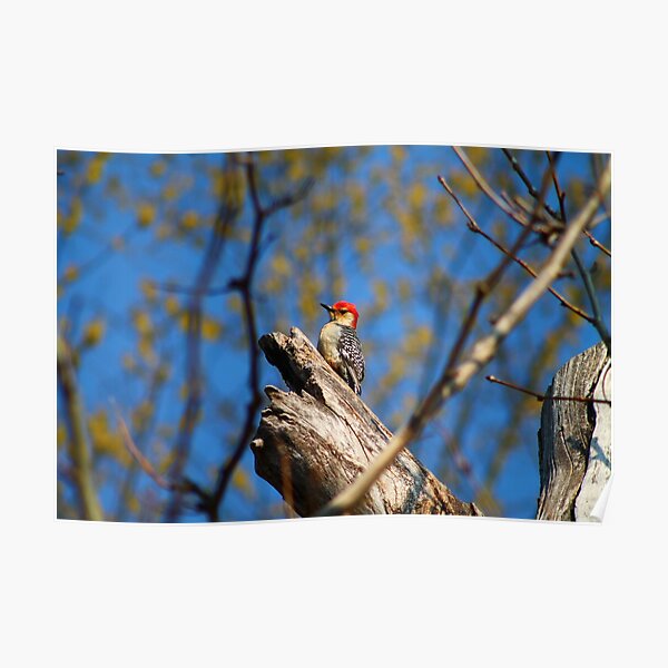 Pride Rock Woodpecker Poster