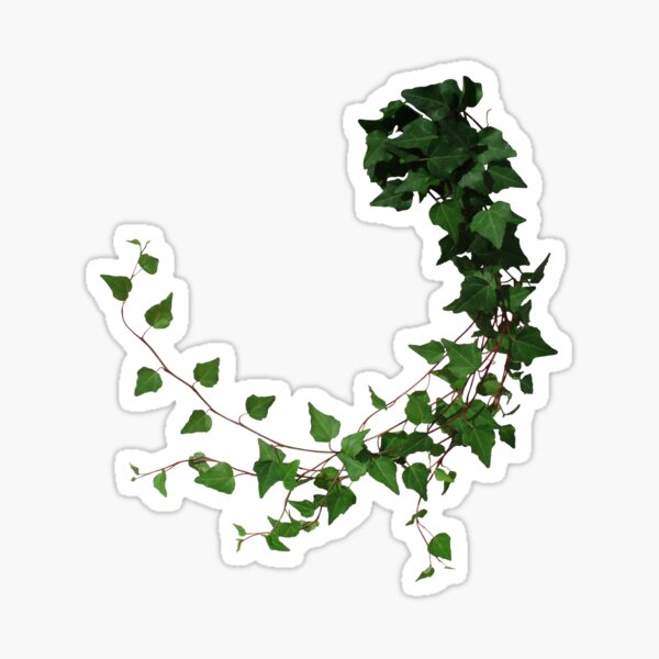 Ivy, ivy tendril Sticker