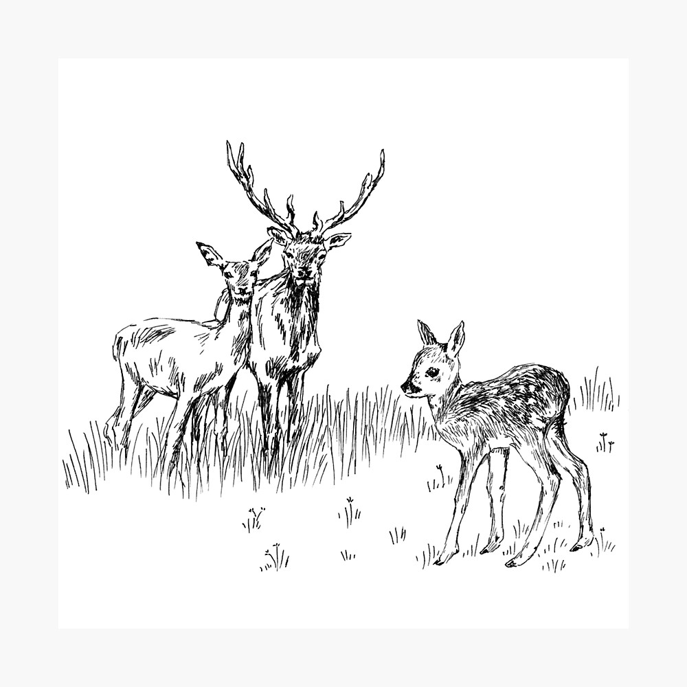 How to Draw a Deer – Step by Step Drawing Tutorial - Easy Peasy and Fun