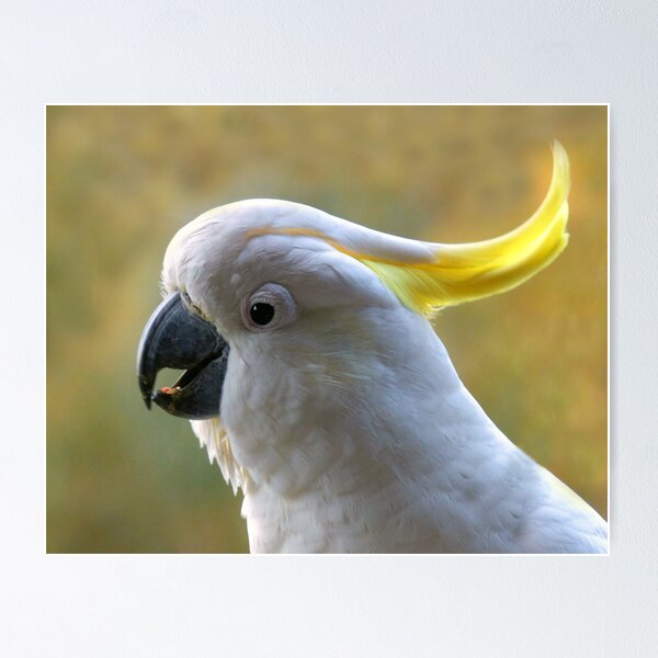Item preview, Sulphur-crested Cockatoo designed and sold by stevealder.