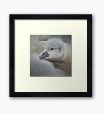 So comfy Framed Print