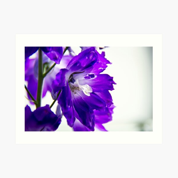 Purpled Art Print