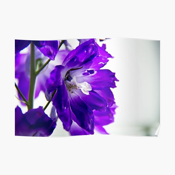 Purpled Poster