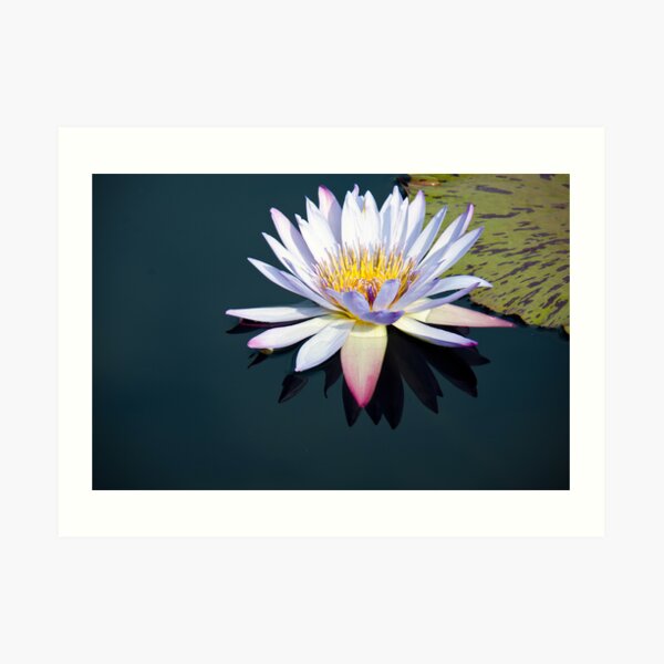 The Water Lily Art Print