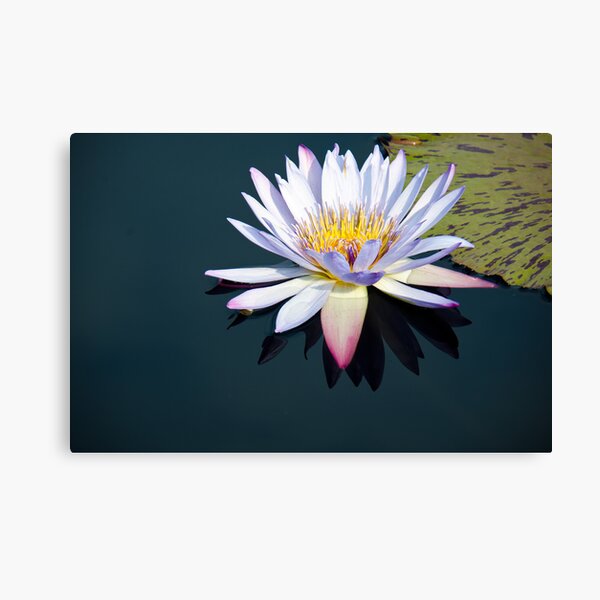 The Water Lily Canvas Print