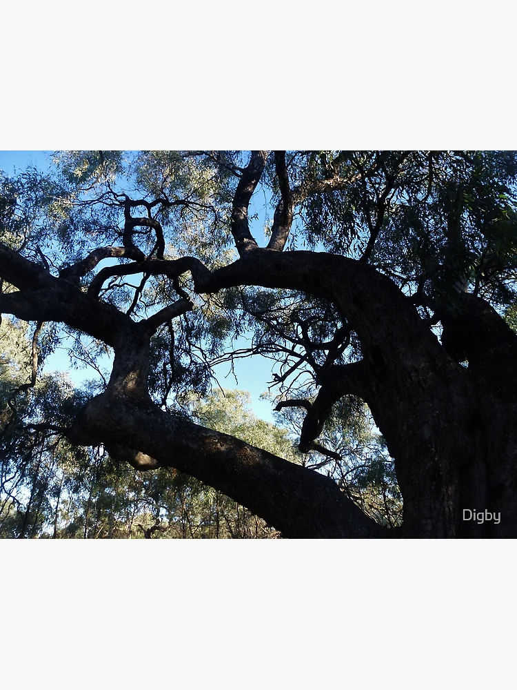 Thumbnail 3 of 3, Poster, Scar Tree designed and sold by Digby.