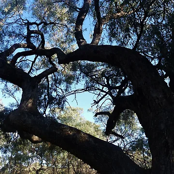 Artwork thumbnail, Scar Tree by Digby