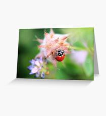 Ladybug & Wildflowers Greeting Card